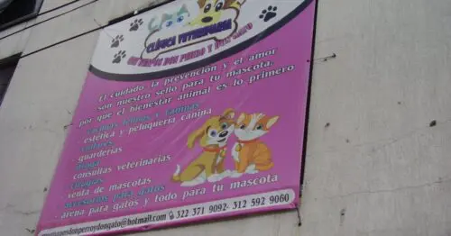 QUE GUAPOS DON PERRO Y DON GATO QUE GUAPOS DON PERRO Y DON GATO